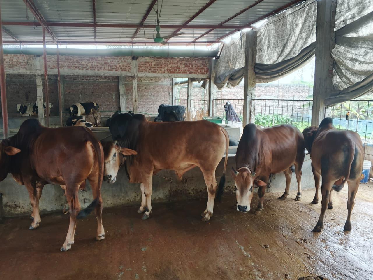 Pirthe Agro cattle shed with healthy cattle